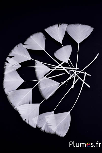 Blütenblätter aus Federn - 6-8 cm x 3-4 cm - weiss